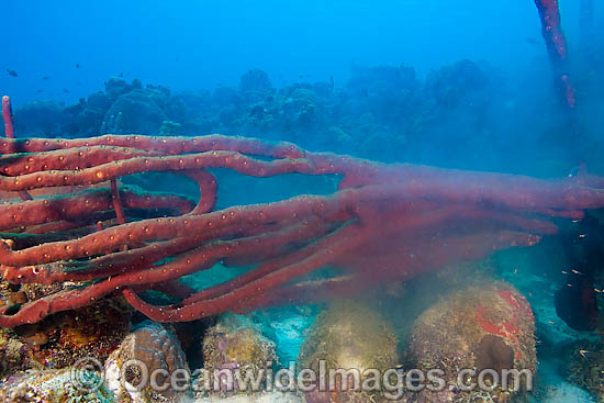 Scattered Pore Rope Sponge (Aplysina fulva), spawning (reproducing) by releasing sperm and/or eggs into the water column. Photo taken off Bonaire, Netherlands Antilles, Caribbean. Photo - David Fleetham Scattered Pore Rope Sponge (Aplysina fulva), spawning (reproducing) by releasing sperm and/or eggs into the water column. Photo taken off Bonaire, Netherlands Antilles, Caribbean. Photo - David Fleetham