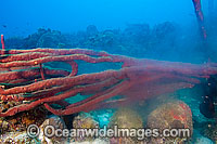 Pore Rope Sponge spawning Photo - David Fleetham