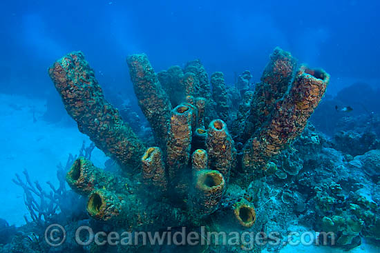 Yellow Tube Sponge photo