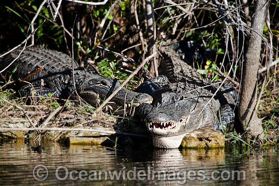 American Alligators (Alligator mississippiensis), resting on a river bank situated in Everglades National Park, Florida, USA. Photo - David Fleetham American Alligators (Alligator mississippiensis), resting on a river bank situated in Everglades National Park, Florida, USA. Photo - David Fleetham