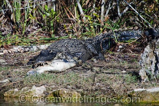 American Alligator eating fish photo