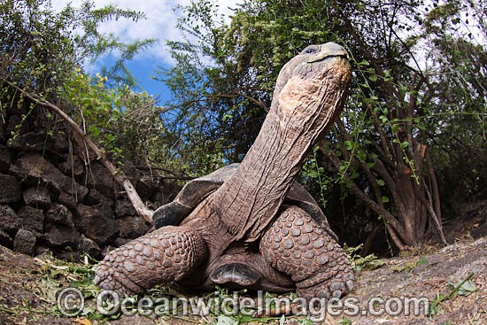 Galapagos Giant Tortoise (Geochelone elephantopus). Santa Cruz Island, Galapagos Archipelago, Ecuador Photo - David Fleetham