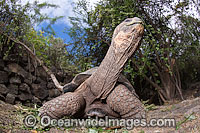 Galapagos Giant Tortoise Geochelone elephantopus Photo - David Fleetham