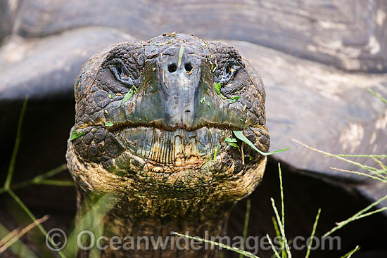 Galapagos Giant Tortoise eating photo