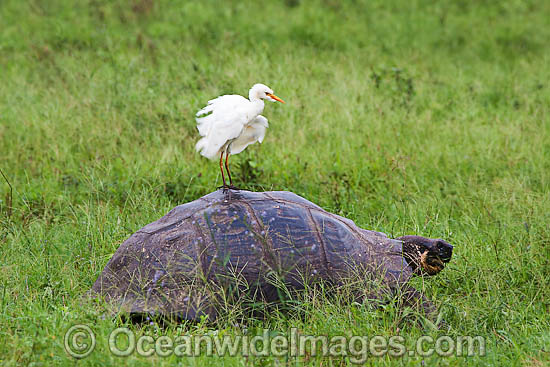 Cattle Egret (Bubulcus ibis), resting on a Galapagos Giant Tortoise (Geochelone elephantopus). Santa Cruz Island, Galapagos Archipelago, Ecuador Photo - David Fleetham Cattle Egret (Bubulcus ibis), resting on a Galapagos Giant Tortoise (Geochelone elephantopus). Santa Cruz Island, Galapagos Archipelago, Ecuador Photo - David Fleetham