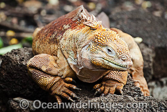Galapagos Land Iguana (Conolophus subcristatus). Endemic to the Galápagos Islands. Photo taken on the island of Santa Cruz. It can also be found on Fernandina, Isabela, North Seymour, Baltra, and South Plaza. Photo - David Fleetham Galapagos Land Iguana (Conolophus subcristatus). Endemic to the Galápagos Islands. Photo taken on the island of Santa Cruz. It can also be found on Fernandina, Isabela, North Seymour, Baltra, and South Plaza. Photo - David Fleetham