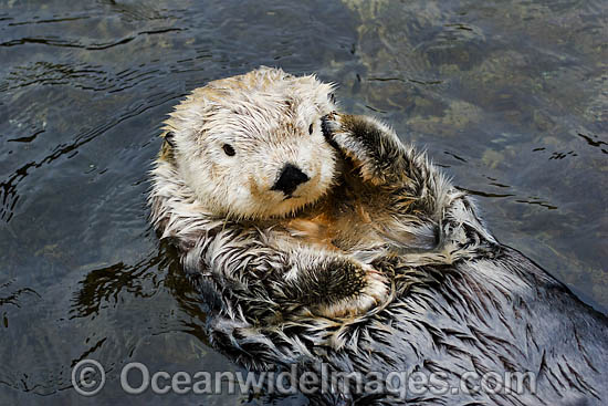 Southern Sea Otter photo