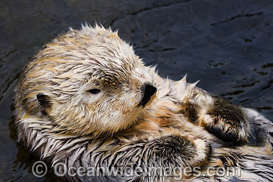 Southern Sea Otter (Enhydra lutris). Photo taken off Monterey, California, USA. Listed as Endangered on the IUCN Red List Photo - David Fleetham Southern Sea Otter (Enhydra lutris). Photo taken off Monterey, California, USA. Listed as Endangered on the IUCN Red List Photo - David Fleetham