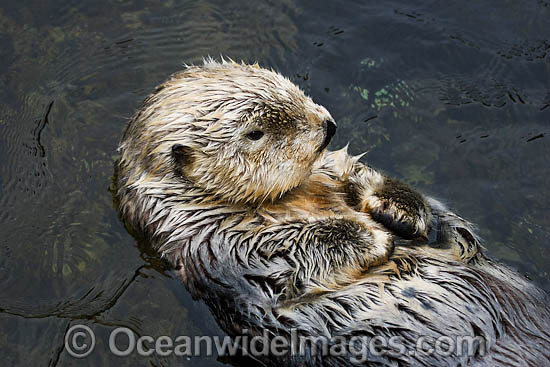 Southern Sea Otter (Enhydra lutris). Photo taken off Monterey, California, USA. Listed as Endangered on the IUCN Red List Photo - David Fleetham Southern Sea Otter (Enhydra lutris). Photo taken off Monterey, California, USA. Listed as Endangered on the IUCN Red List Photo - David Fleetham