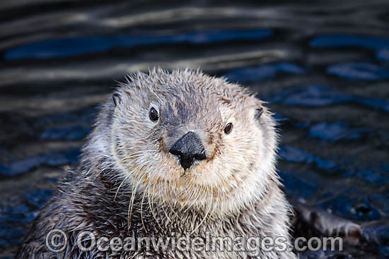 Southern Sea Otter (Enhydra lutris). Photo taken off Monterey, California, USA. Listed as Endangered on the IUCN Red List Photo - David Fleetham