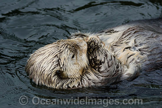 Southern Sea Otter photo
