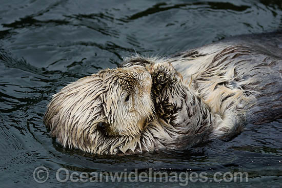 Southern Sea Otter (Enhydra lutris). Photo taken off Monterey, California, USA. Listed as Endangered on the IUCN Red List Photo - David Fleetham Southern Sea Otter (Enhydra lutris). Photo taken off Monterey, California, USA. Listed as Endangered on the IUCN Red List Photo - David Fleetham
