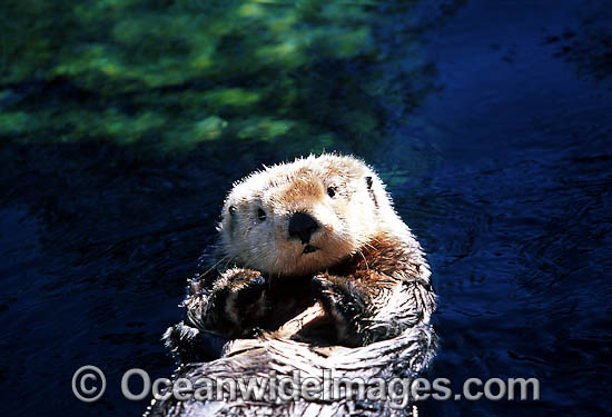 Southern Sea Otter (Enhydra lutris). Photo taken off Monterey, California, USA. Listed as Endangered on the IUCN Red List Photo - David Fleetham Southern Sea Otter (Enhydra lutris). Photo taken off Monterey, California, USA. Listed as Endangered on the IUCN Red List Photo - David Fleetham