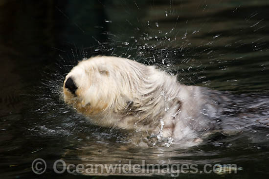 Southern Sea Otter photo