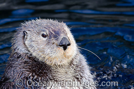 Southern Sea Otter (Enhydra lutris). Photo taken off Monterey, California, USA. Listed as Endangered on the IUCN Red List Photo - David Fleetham Southern Sea Otter (Enhydra lutris). Photo taken off Monterey, California, USA. Listed as Endangered on the IUCN Red List Photo - David Fleetham