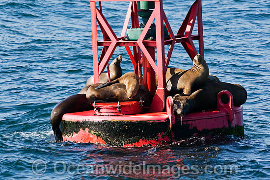 California Sea Lions photo