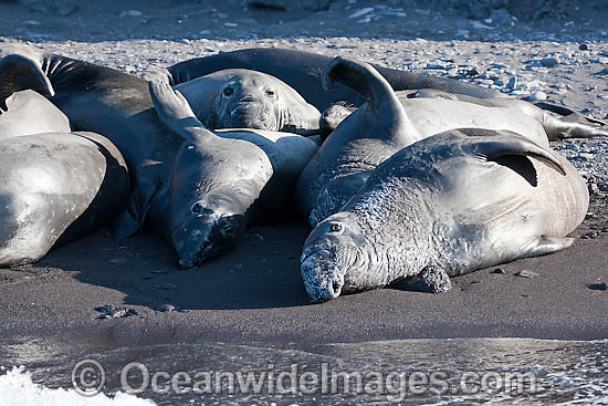 Northern Elephant Seal juveniles photo