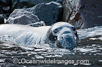 Northern Elephant Seal Photo - David Fleetham