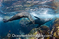 Guadalupe Fur Seal underwater Photo - David Fleetham