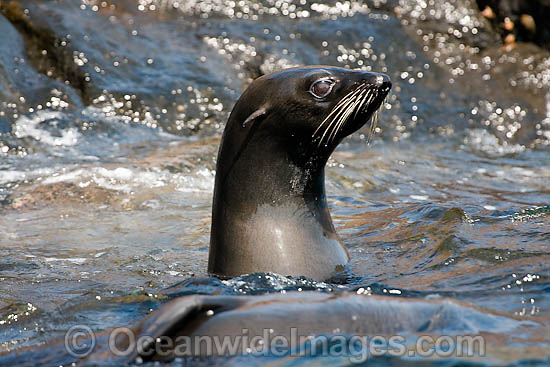 Guadalupe Fur Seal on surface photo