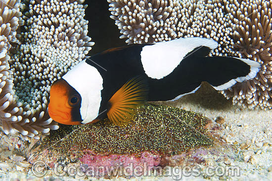 Panda Clownfish with eggs photo Panda Clownfish with eggs photo