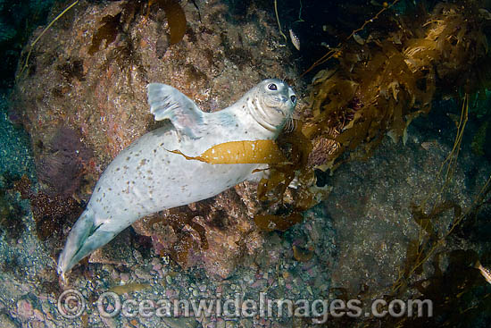 Harbor Seal in kelp forest photo