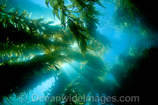 Sunlight streaming through a forest of Giant Kelp (Macrocystis pyrifera), off Catalina Island, California, USA. Photo - David Fleetham Sunlight streaming through a forest of Giant Kelp (Macrocystis pyrifera), off Catalina Island, California, USA. Photo - David Fleetham