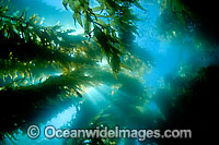 Sunlight in Giant Kelp Photo - David Fleetham