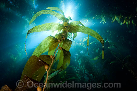 Sunlight streaming through a forest of Giant Kelp (Macrocystis pyrifera), off Catalina Island, California, USA. Photo - David Fleetham Sunlight streaming through a forest of Giant Kelp (Macrocystis pyrifera), off Catalina Island, California, USA. Photo - David Fleetham