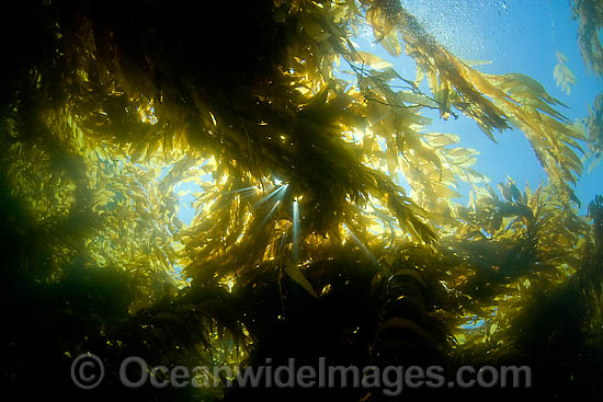 Sunlight streaming through a forest of Giant Kelp (Macrocystis pyrifera), off Catalina Island, California, USA. Photo - David Fleetham Sunlight streaming through a forest of Giant Kelp (Macrocystis pyrifera), off Catalina Island, California, USA. Photo - David Fleetham