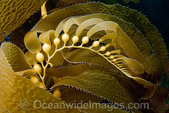 Giant Kelp floats photo