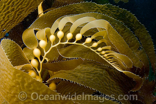 Giant Kelp (Macrocystis pyrifera) frond, showing gas filled floats. Photo taken off Catalina Island, Channel Islands National Marine Sanctuary, East Pacific Ocean, California, USA. Photo - David Fleetham Giant Kelp (Macrocystis pyrifera) frond, showing gas filled floats. Photo taken off Catalina Island, Channel Islands National Marine Sanctuary, East Pacific Ocean, California, USA. Photo - David Fleetham