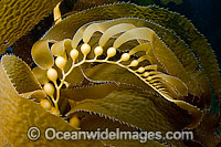 Giant Kelp floats Photo - David Fleetham