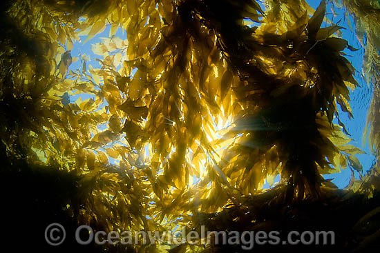 Sunlight in Giant Kelp photo