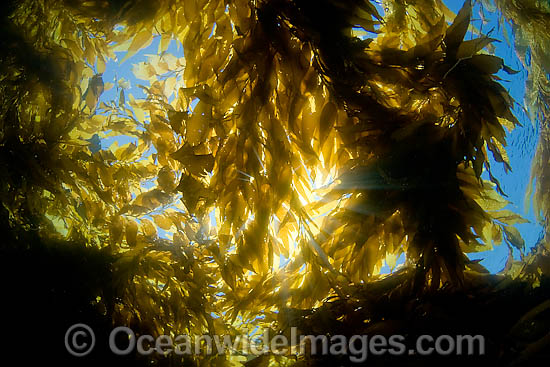 Sunlight streaming through a forest of Giant Kelp (Macrocystis pyrifera), off Catalina Island, California, USA. Photo - David Fleetham Sunlight streaming through a forest of Giant Kelp (Macrocystis pyrifera), off Catalina Island, California, USA. Photo - David Fleetham
