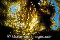 Sunlight in Giant Kelp Photo - David Fleetham