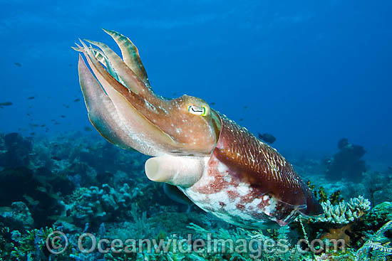 Broadclub Cuttlefish (Sepia latimanus). Found throughout tropical south-east Asia and northern Australia, including the Great Barrier Reef. Photo - David Fleetham