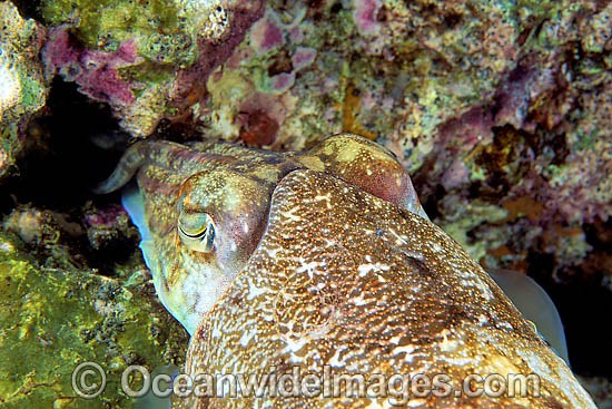 Cuttlefish laying eggs photo