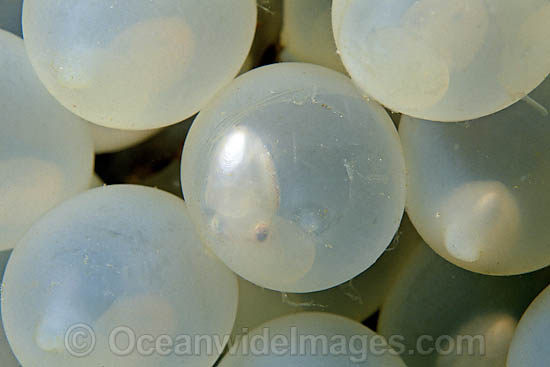 Two week old Cuttlefish eggs (Sepia pharaonis). The young cuttlefish and embryo are clearly seen through the transparent egg. Photo taken off Thailand. Photo - David Fleetham Two week old Cuttlefish eggs (Sepia pharaonis). The young cuttlefish and embryo are clearly seen through the transparent egg. Photo taken off Thailand. Photo - David Fleetham