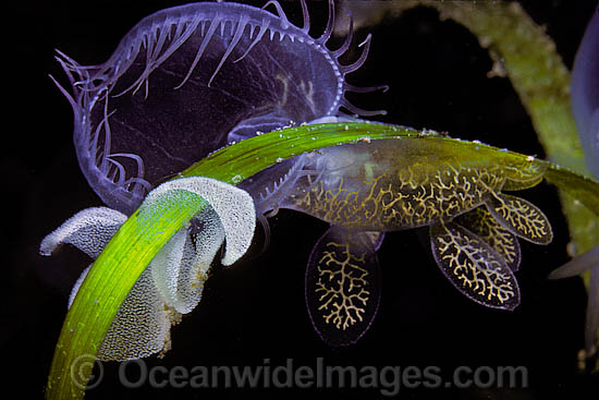 Hooded Nudibranch Melibe leonina photo Hooded Nudibranch Melibe leonina photo