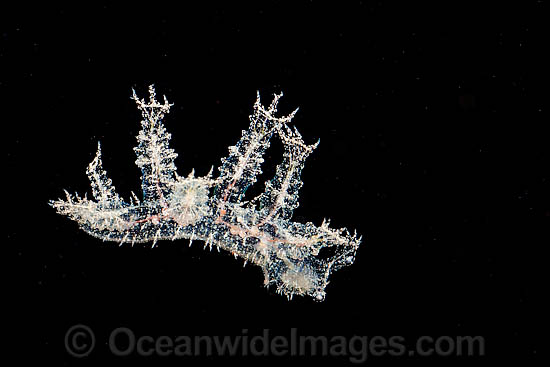 Nudibranch Melibe engeli photo