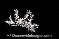 Nudibranch Melibe engeli Photo - David Fleetham