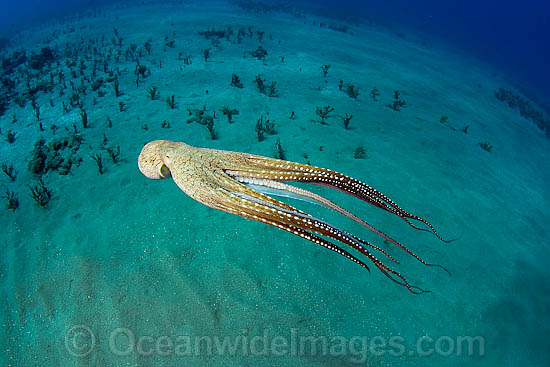 Day Octopus photo Day Octopus photo