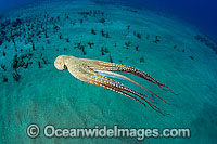 Day Octopus Photo - David Fleetham