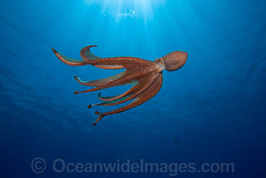 Day Octopus Octopus cyanea photo