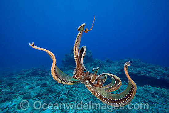 Day Octopus photo