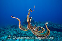 Day Octopus Photo - David Fleetham