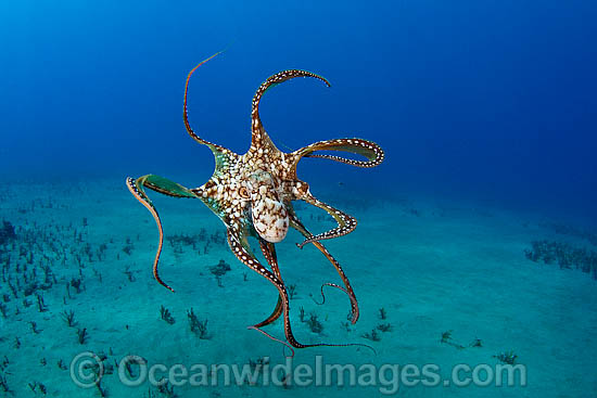 Day Octopus Octopus cyanea photo