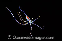 Pelagic Octopus Photo - David Fleetham