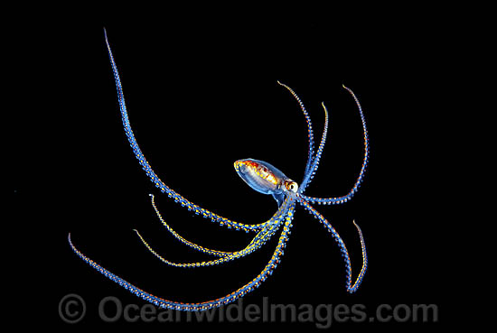 Pelagic Octopus (Octopus sp.), approximately five inches in size. Photographed at night in midwater, Coral Sea, Queensland, Australia. Photo - David Fleetham